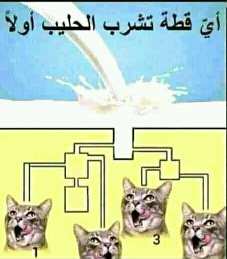 أي قطة تشرب أولا