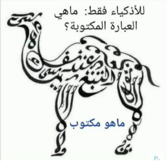 حل لغز الجمل ماهي العبارة المكتوبة في الصورة على الجمل