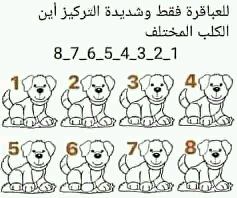 حل لغز أين الكلب المختلف