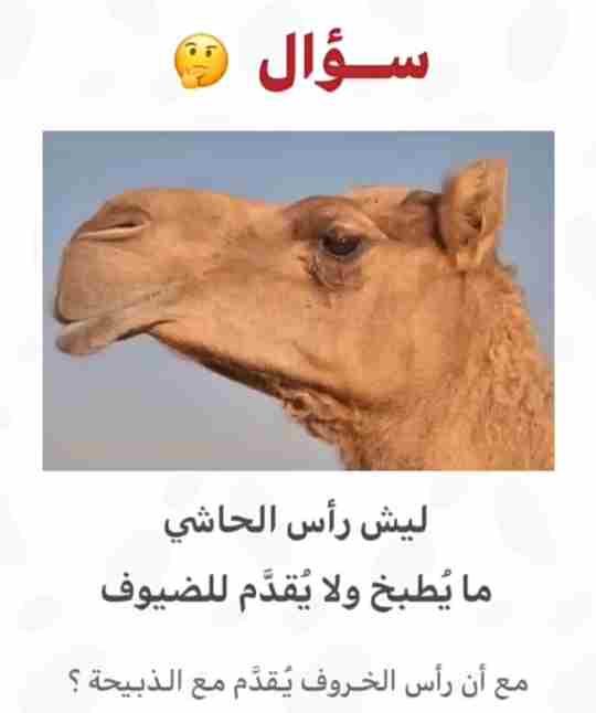 ليش رأس الحاشي ما يُطبخ ولا يُقدم للضيوف مع أن رأس الخروف يُقدم مع الذبيحة