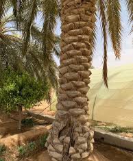 حل لغز نبني فيه جسور و اساسات الدور ونطحن ببعضه البذور الجواب